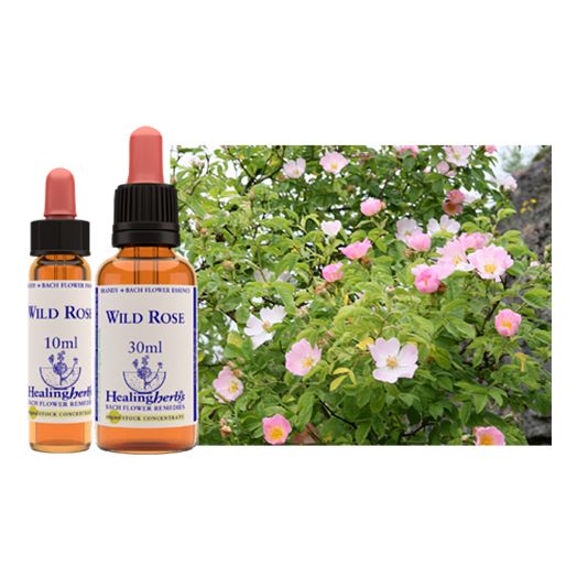 Healing Herbs Bach Wild Rose (10ml)